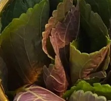 Perilla Leaf