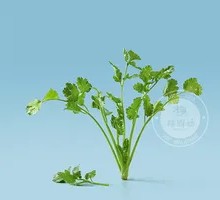 Cilantro