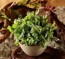 Chinese chrysanthemum greens