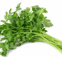 Cilantro