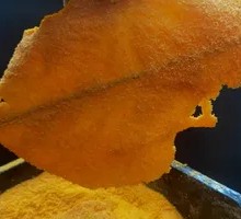 Handmade Special Flavor Chicken Cutlet