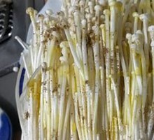 Grilled Enoki Mushrooms