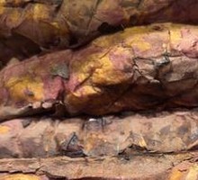 Top-tier Little Sweet Potato