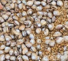 Steamed Razor Clams in Original Juice