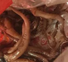 Signature Spicy Squid