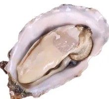 Fresh Oysters