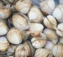 Fresh Clam