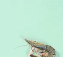 Black Tiger Shrimp Dumplings