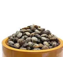 Fresh Clams