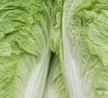 Jiaozhou Yellow-Core Chinese Cabbage