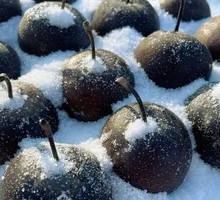 Freshly Squeezed Frozen Pear Juice