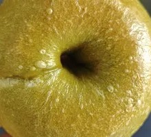 Vanilla Sour Apricot Cheese Bagel