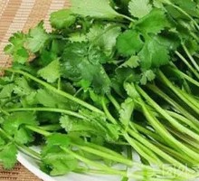 Cilantro