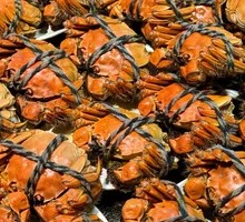 Female Freshwater Crab