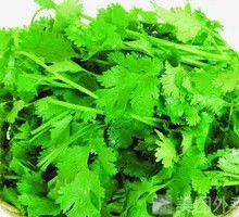 Cilantro