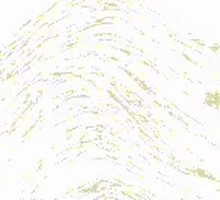 Stir-fried Local Chicken with Camellia Oil