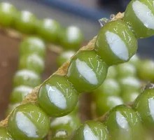 Sun King Sour Milk Skin Candy Apple