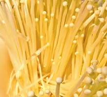 Enoki Mushroom