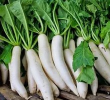 White Radish