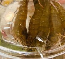 Live Shrimp