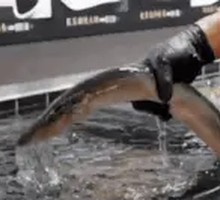 Health-Enhancing Black Garlic Braised Eel