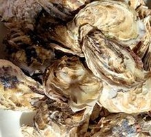 Oyster