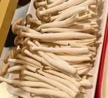 King Oyster Mushroom