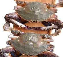 Fresh Female Spider Crab