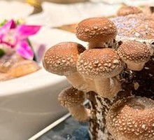 Live Mushroom