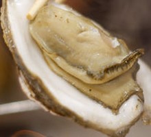 Oyster