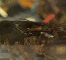 Boston Lobster