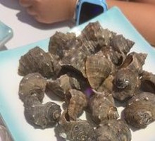 Small Conch