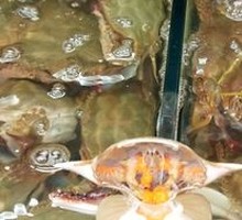 Seafood Grand Master