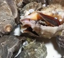 Steamed Abalone