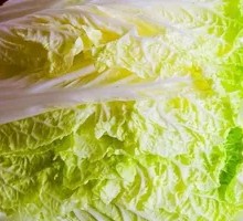Napa cabbage