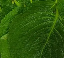 Perilla Leaf