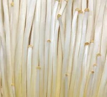 Enoki Mushroom