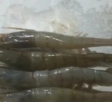 Qingdao Shrimp