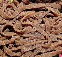 Konjac Tripe