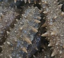 Changdao Sea Cucumber