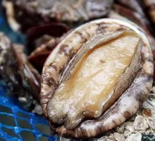 Steamed Fresh Abalone