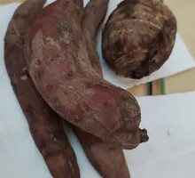 Small Sweet Potato