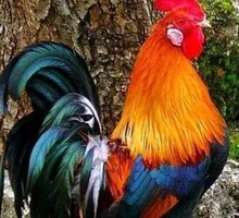 Yimeng Mountain Free-range Chicken