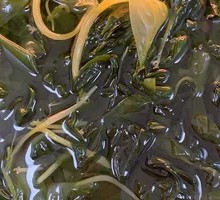 First Harvest Sea Lettuce