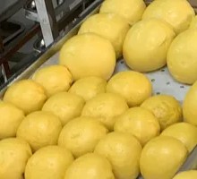 Pumpkin Red Bean Bun