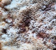 Jiaozhuang Flatbread