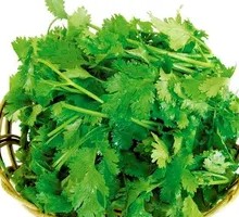 Fresh Coriander