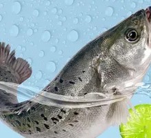 Pig Trotter and Sea Bass Simmered Soup