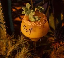 Licorice Golden Mango Special Blend