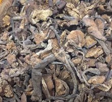 Northeast Mountain Mushrooms